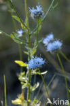 Zandblauwtje (Jasione montana)