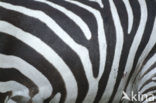 Zebra (Equus spp)