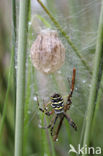 Zebraspin