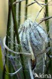 wasp spider (Argiope bruennichi)