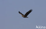 Zeearend (Haliaeetus albicilla)