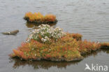 Glasswort (Salicornia spec)