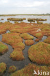 Glasswort (Salicornia spec)