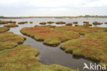 Zeekraal (Salicornia spec)