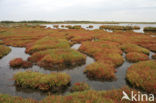 Zeekraal (Salicornia spec)