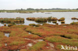 Glasswort (Salicornia spec)