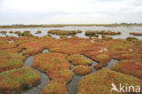 Zeekraal (Salicornia spec)