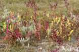 Zeekraal (Salicornia spec)