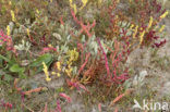 Zeekraal (Salicornia spec)