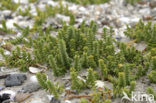 Sea Sandwort (Honckenya peploides)