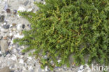 Sea Sandwort (Honckenya peploides)