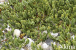 Sea Sandwort (Honckenya peploides)