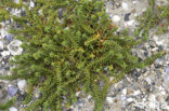 Sea Sandwort (Honckenya peploides)