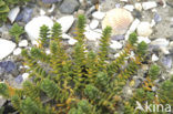 Sea Sandwort (Honckenya peploides)