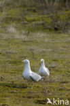 Herring Gull (Larus argentatus)