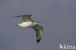 Zilvermeeuw (Larus argentatus)