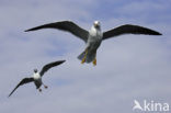 Zilvermeeuw (Larus argentatus)