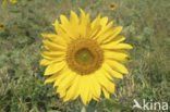 Common Annual Sunflower (Helianthus annuus)