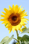 Common Annual Sunflower (Helianthus annuus)