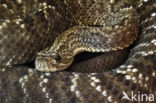 neotropical rattlesnake (Crotalus durissus)