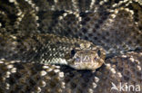 Zuidamerikaanse ratelslang (Crotalus durissus)