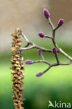 black alder (Alnus glutinosa)