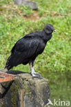 Zwarte Gier (Coragyps atratus)