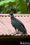 Zwarte Gier (Coragyps atratus)