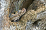 Zwarte leguaan (Ctenosaura similis )