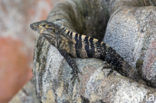 Black Iguana (Ctenosaura similis )