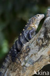 Zwarte leguaan (Ctenosaura similis )