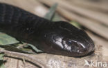 Zwarthals cobra (Naja nigricollis)