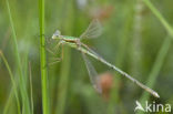 Shy Emerald Damselfly (Lestes barbarus)