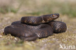 Common Viper (Vipera berus)