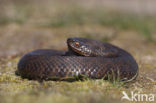 Common Viper (Vipera berus)