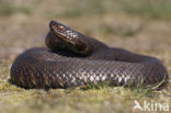 Common Viper (Vipera berus)