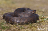 Common Viper (Vipera berus)