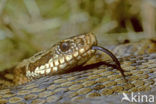 Common Viper (Vipera berus)