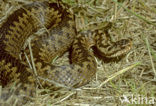 Common Viper (Vipera berus)