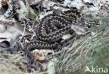 Common Viper (Vipera berus)
