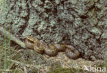 Common Viper (Vipera berus)