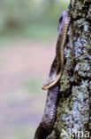 Common Viper (Vipera berus)