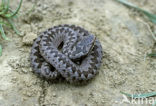 Common Viper (Vipera berus)