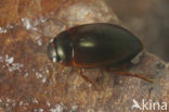 Agabus labiatus