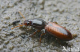 Akkergraver (Clivina collaris)