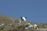 Alpensneeuwhoen (Lagopus muta)