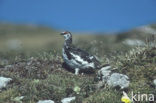 Alpensneeuwhoen (Lagopus muta)