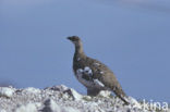 Alpensneeuwhoen (Lagopus muta)