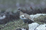 Rock Ptarmigan (Lagopus muta)