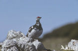 Alpensneeuwhoen (Lagopus muta)